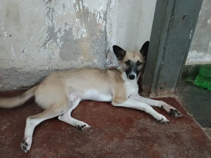 Cachorro ra a Pinscher com vira - lata. idade 1 ano nome Caramelo