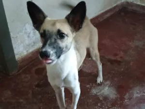 Cachorro raça Pinscher com vira - lata. idade 1 ano nome Caramelo