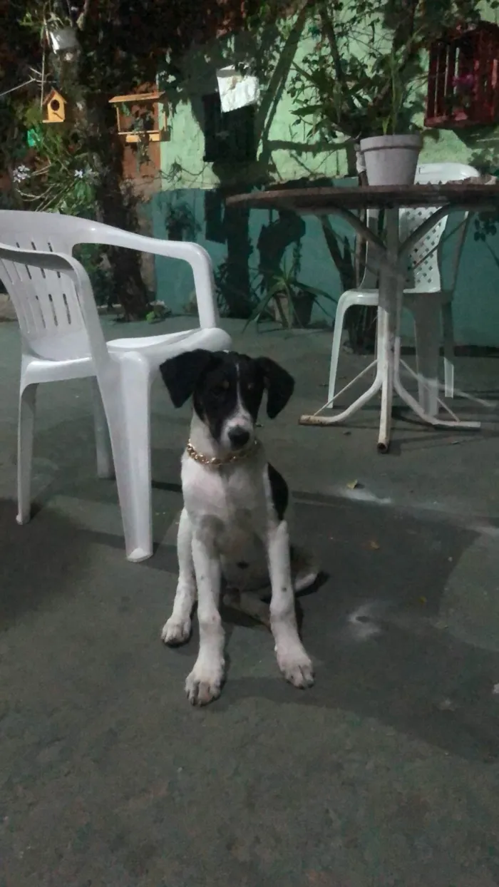 Cachorro ra a SRD-ViraLata idade 7 a 11 meses nome José Eduardo (Zezinho)