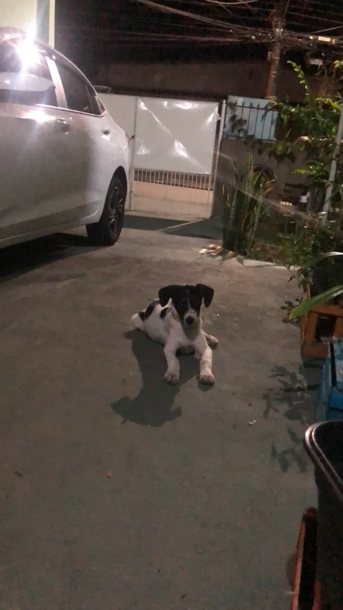 Cachorro ra a SRD-ViraLata idade 7 a 11 meses nome José Eduardo (Zezinho)