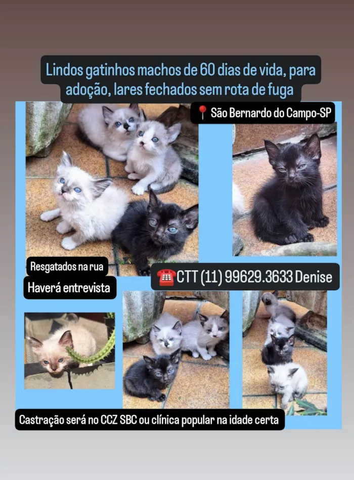 Gato ra a SRD-ViraLata idade 2 a 6 meses nome Gatinhos fofos 