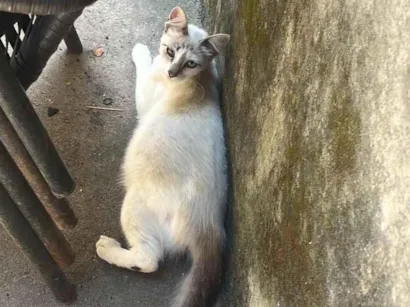 Gato raça SRD-ViraLata idade 7 a 11 meses nome Duda