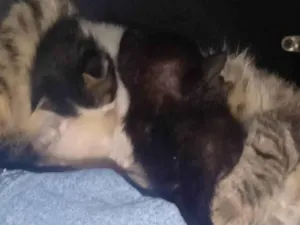 Gato raça SRD-ViraLata idade Abaixo de 2 meses nome Levi