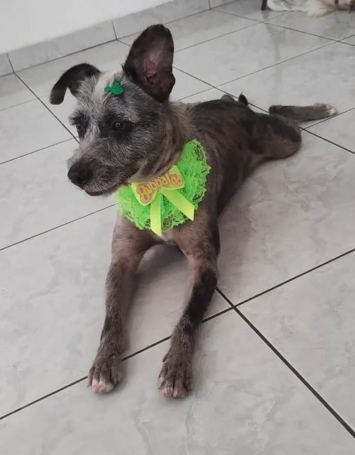 Cachorro ra a SRD-ViraLata idade 2 anos nome Flora