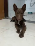 Brayan - pastor malinois 