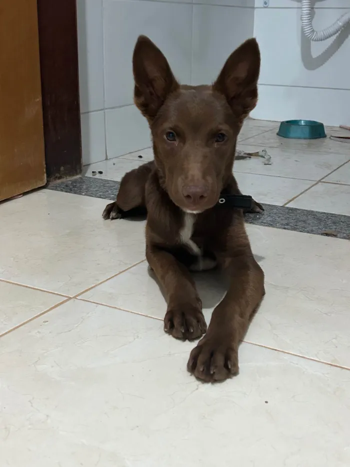 Cachorro ra a Pastor Alemão idade 2 a 6 meses nome Brayan - pastor malinois 