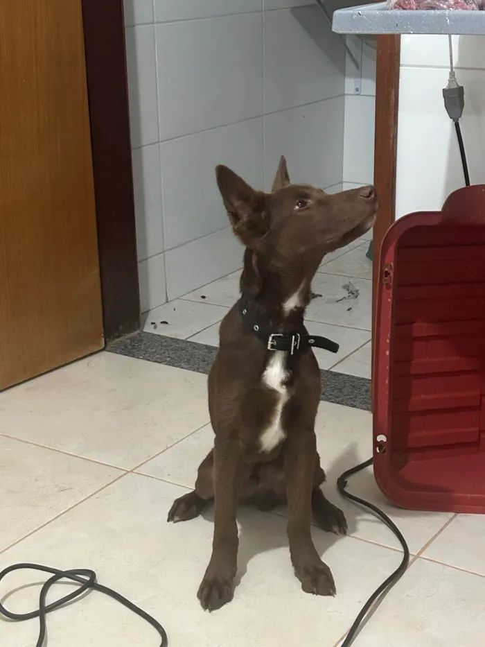 Cachorro ra a Pastor Alemão idade 2 a 6 meses nome Brayan - pastor malinois 