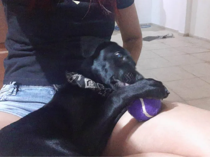 Cachorro ra a SRD-ViraLata idade 2 a 6 meses nome Lila