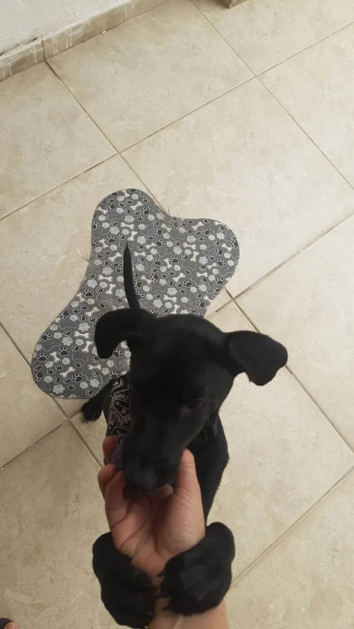 Cachorro ra a SRD-ViraLata idade 2 a 6 meses nome Lila