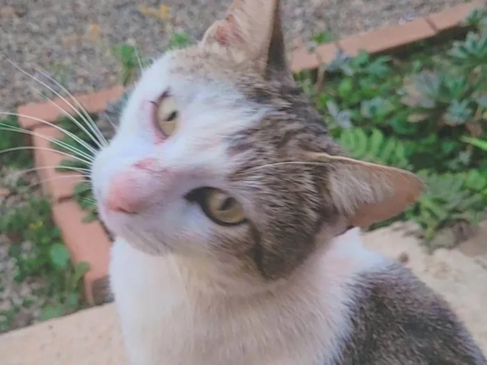 Gato ra a SRD-ViraLata idade 1 ano nome Cleiton