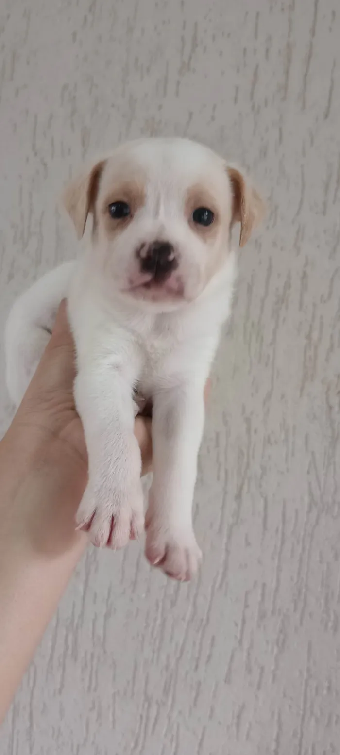 Cachorro ra a SRD-ViraLata idade Abaixo de 2 meses nome Filhote SRD Para Adoção Responsável 