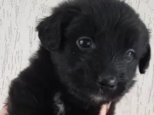 Cachorro raça SRD-ViraLata idade Abaixo de 2 meses nome Filhote SRD Para Adoção Responsável 