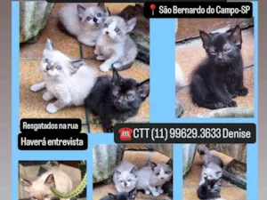 Gato raça SRD-ViraLata idade 2 a 6 meses nome Gatinhos fofos 