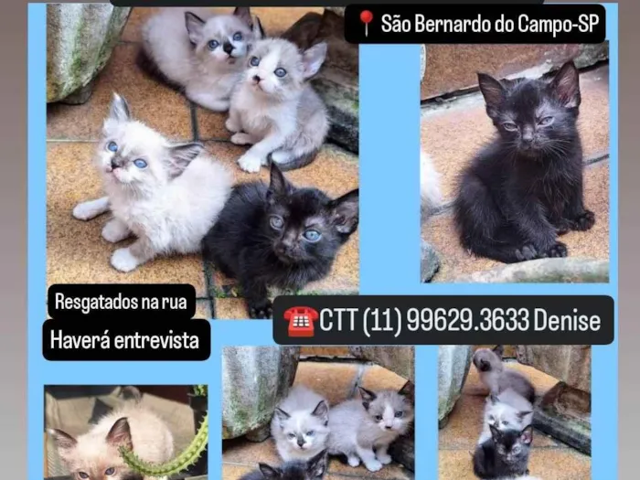 Gato ra a SRD-ViraLata idade 2 a 6 meses nome Gatinhos fofos 