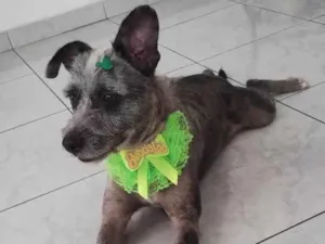 Cachorro raça SRD-ViraLata idade 2 anos nome Flora