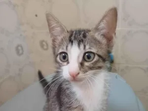 Gato raça SRD-ViraLata idade 2 a 6 meses nome Betinha