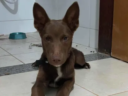 Cachorro raça Pastor Alemão idade 2 a 6 meses nome Brayan - pastor malinois 