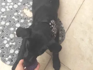 Cachorro raça SRD-ViraLata idade 2 a 6 meses nome Lila