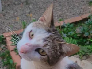 Gato raça SRD-ViraLata idade 1 ano nome Cleiton