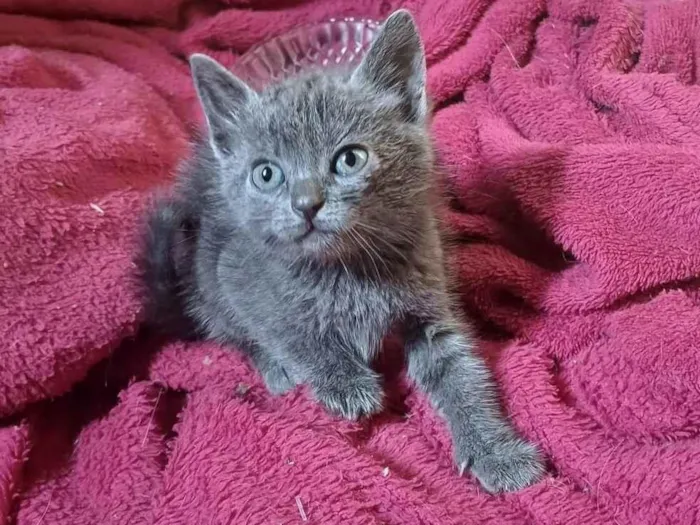 Gato ra a SRD-ViraLata idade Abaixo de 2 meses nome Russo azul adocao