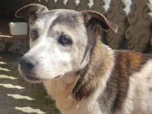 Cachorro raça SRD-ViraLata idade 6 ou mais anos nome Simba