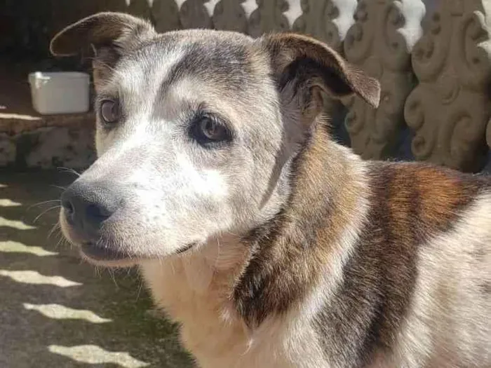 Cachorro ra a SRD-ViraLata idade 6 ou mais anos nome Simba