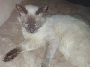 Gato raça SRD-ViraLata idade 7 a 11 meses nome Bolofofo