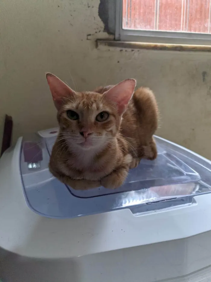 Gato ra a SRD-ViraLata idade 3 anos nome Nala