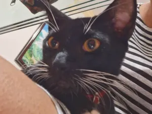 Gato raça SRD-ViraLata idade 2 anos nome Black