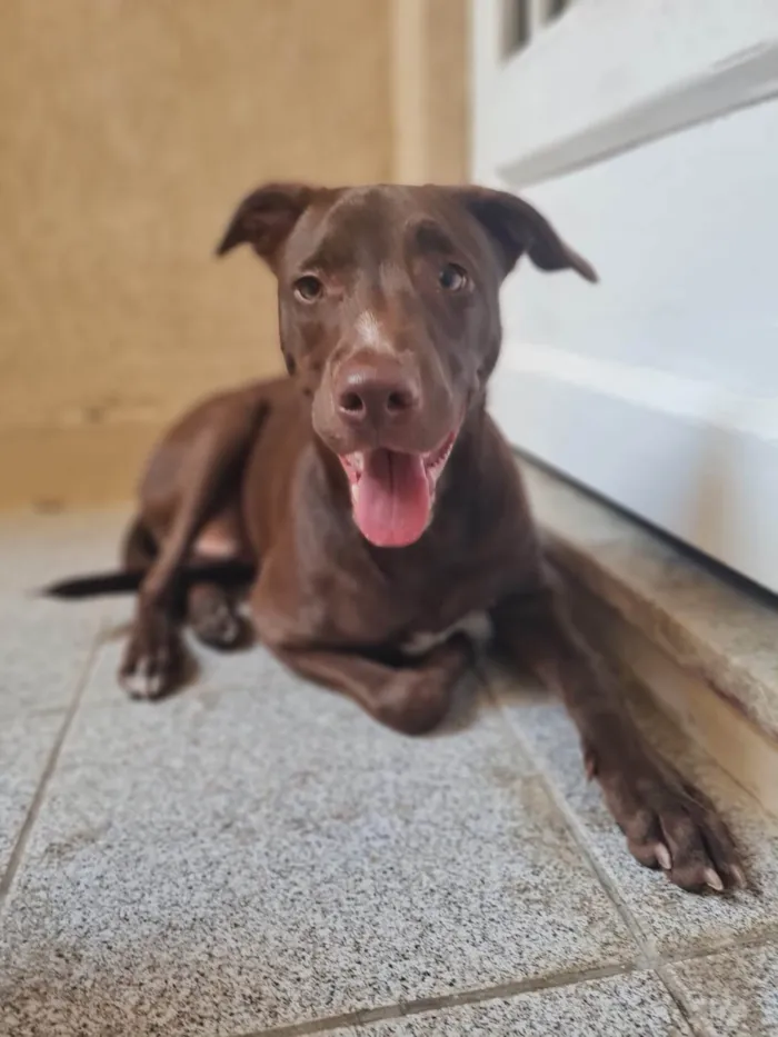 Cachorro ra a SRD-ViraLata idade 7 a 11 meses nome Chocolate