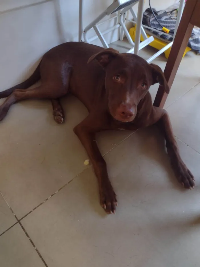 Cachorro ra a SRD-ViraLata idade 7 a 11 meses nome Chocolate