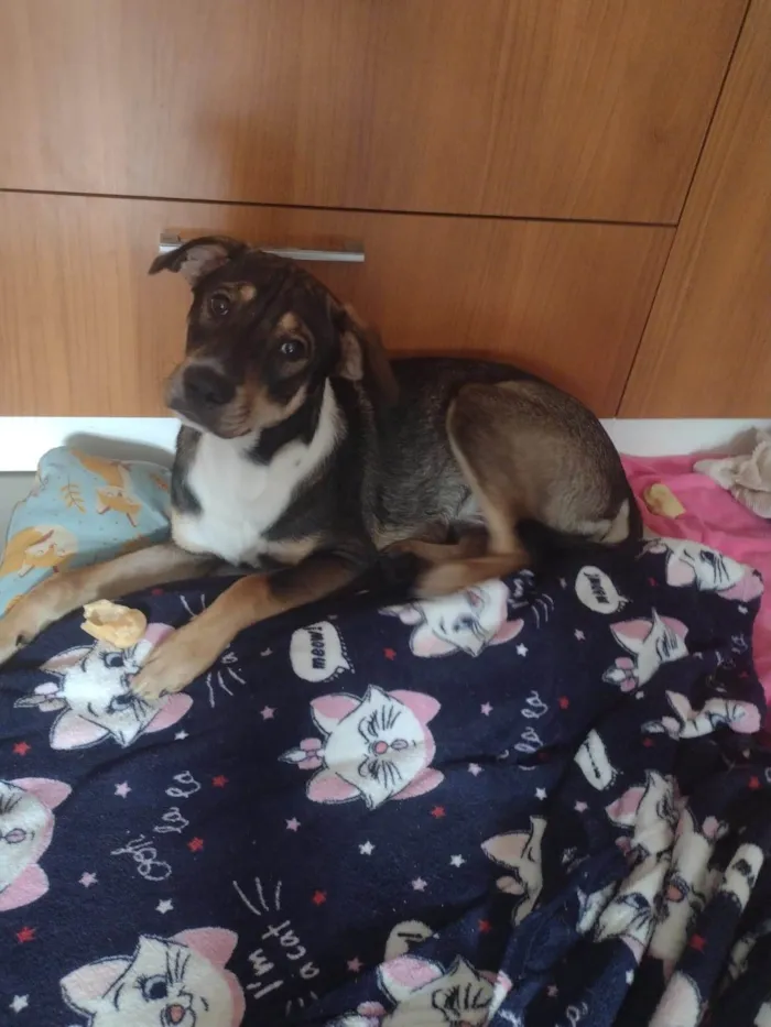 Cachorro ra a SRD-ViraLata idade 7 a 11 meses nome Café