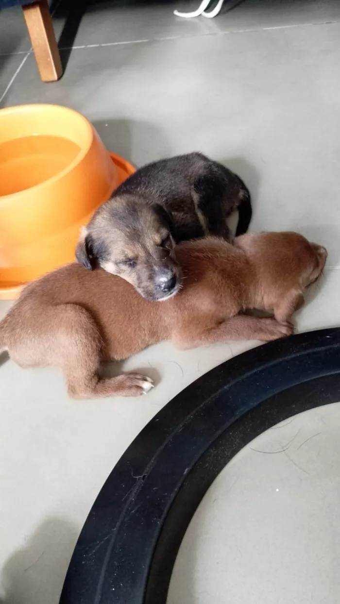 Cachorro ra a SRD-ViraLata idade 7 a 11 meses nome Café