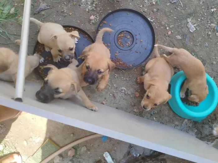 Cachorro ra a SRD-ViraLata idade Abaixo de 2 meses nome Filhotes