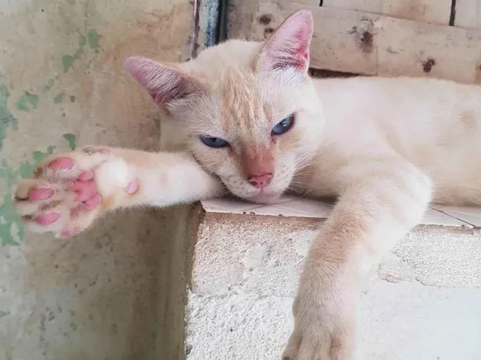 Gato ra a SRD-ViraLata idade 5 anos nome Brancão (Meu Filho)