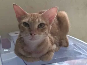 Gato raça SRD-ViraLata idade 3 anos nome Nala