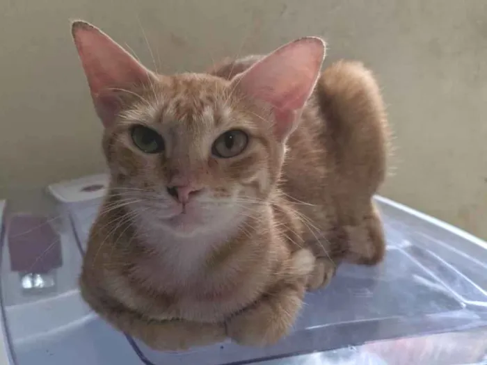 Gato ra a SRD-ViraLata idade 3 anos nome Nala