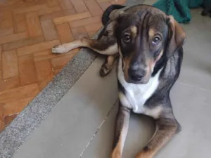 Cachorro raça SRD-ViraLata idade 7 a 11 meses nome Café