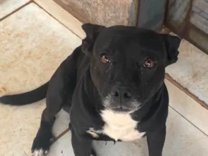 Cachorro raça SRD-ViraLata idade 4 anos nome Taylon 