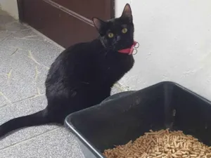 Gato raça SRD-ViraLata idade 7 a 11 meses nome Tequila