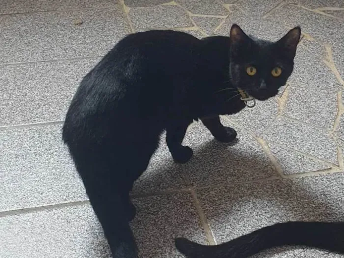 Gato ra a SRD-ViraLata idade 1 ano nome Sia