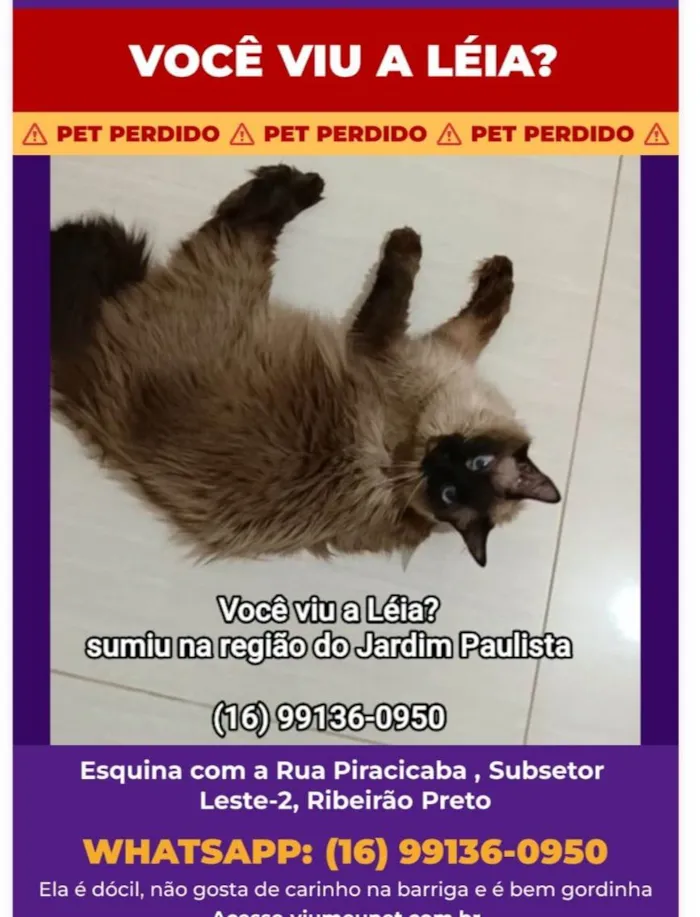 Gato ra a SRD-ViraLata idade 4 anos nome Léia