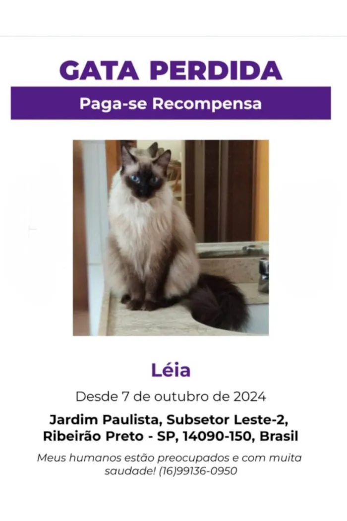 Gato ra a SRD-ViraLata idade 4 anos nome Léia