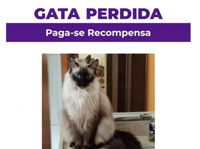 Gato ra a SRD-ViraLata idade 4 anos nome Léia