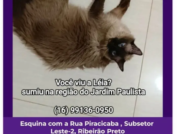 Gato ra a SRD-ViraLata idade 4 anos nome Léia