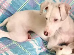 Cachorro raça SRD-ViraLata idade 2 a 6 meses nome Gigi bb7meses Linda e carinhosa 