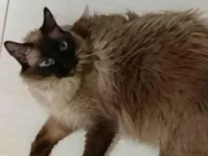 Gato raça SRD-ViraLata idade 4 anos nome Léia