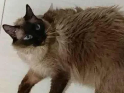 Gato raça SRD-ViraLata idade 4 anos nome Léia