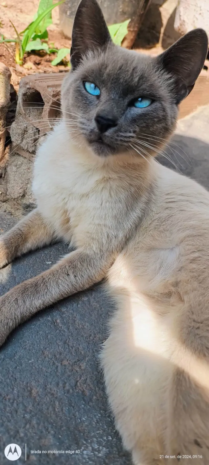 Gato ra a SRD-ViraLata idade 1 ano nome Mingau