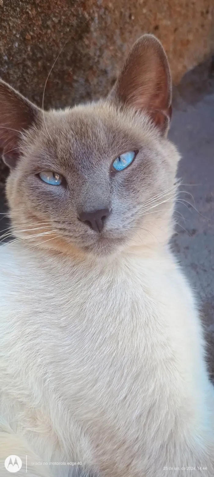 Gato ra a SRD-ViraLata idade 1 ano nome Mingau